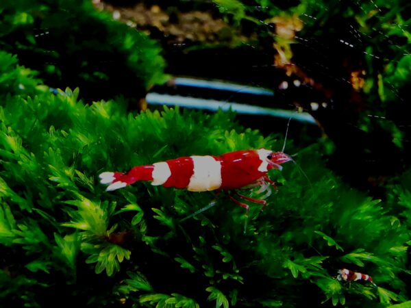 TAIWAN BEE PANDA RUBY RED - 1.0 CM - obrazek 2